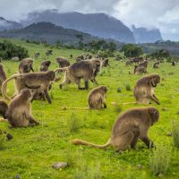 Trekking in the Simien Mountain National Park